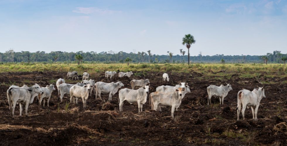 Photo of Amazon rainforest, trees in the background far away, a herd of cattle standing on dirt in the foreground.