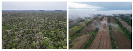 Aerial view how the lush forest looks now and what the land will look as farmland if sold to agribusiness giant Bom Foturo.