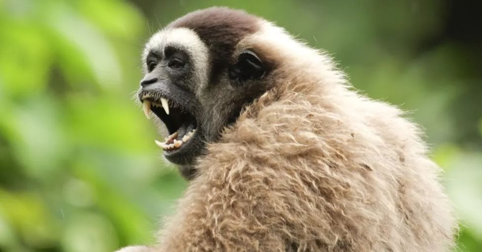 Side profile of a Bornean gibbon. Its mouth is open wide showing its teeth. Lush greenery is visible in the background.