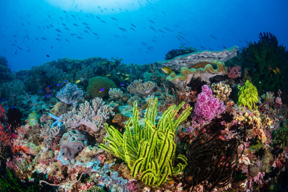 Underwater photo showing colorful coral reefs and a school of fish in the background 