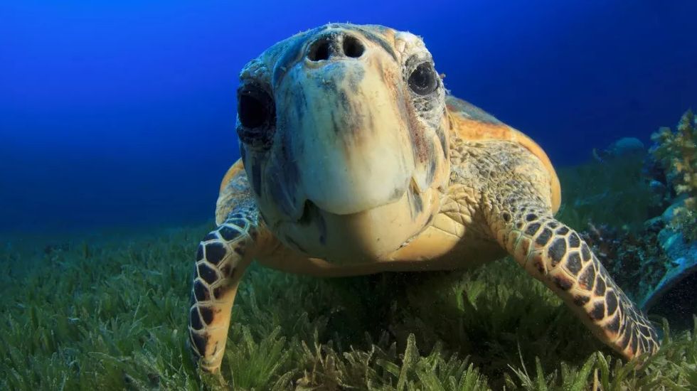Close up of a Hawksbill turtle looking directly at the camera. It is floating above green sea plants in the dark blue ocean.
