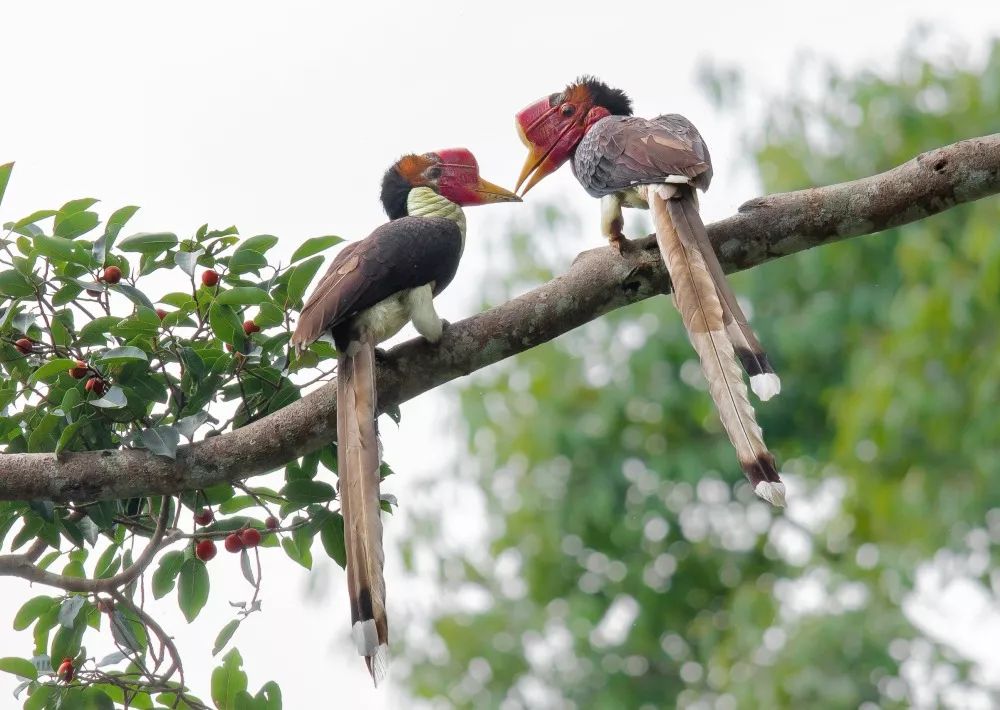 Two helmeted hornbills sit on a tree branch looking at each other.