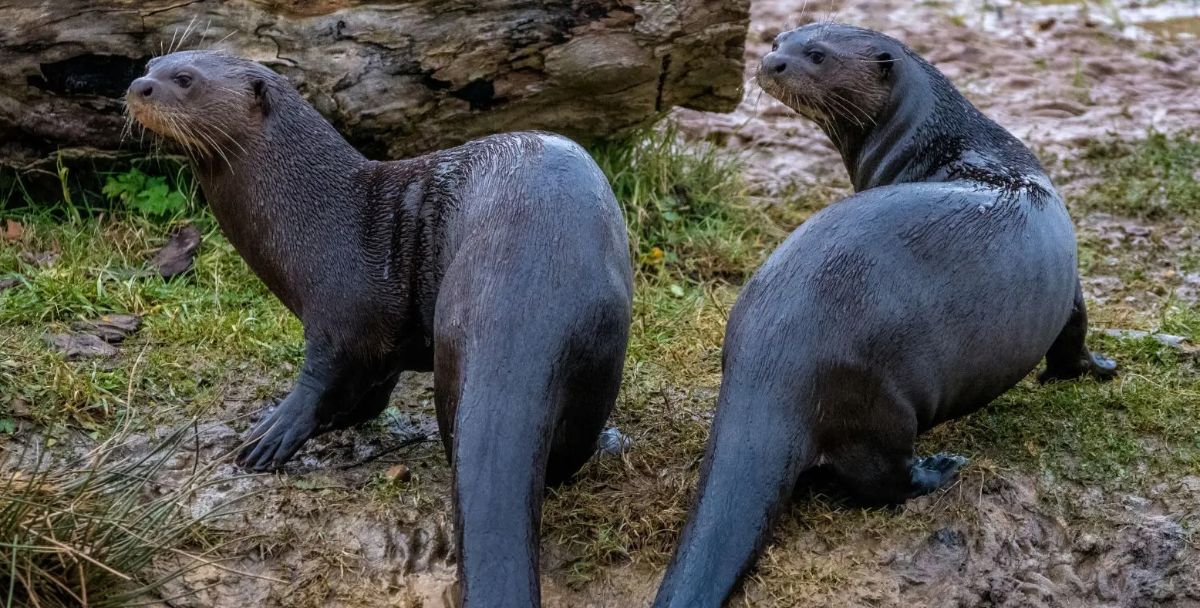 Two giant otters rest on a muddy riverbank. They turn their heads to look behind them.