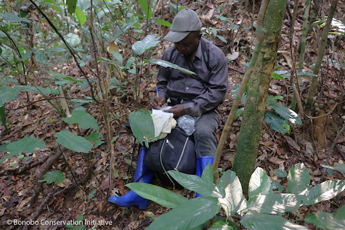Person conducting field research in Lilungu, in partnership with BCI in this community-based approach to conservation.