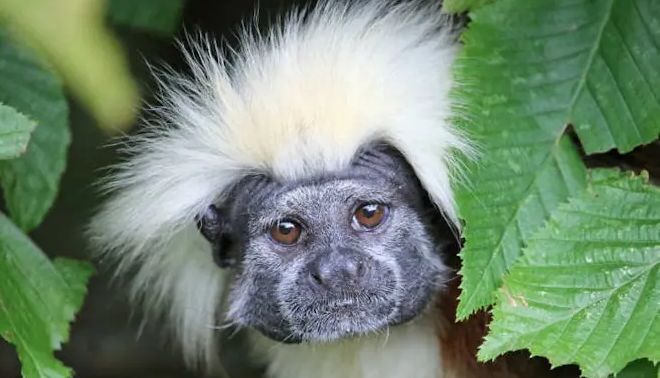 Close up of a cotton-top tamarin looking directly at the camera. Its face is framed by green foliage.