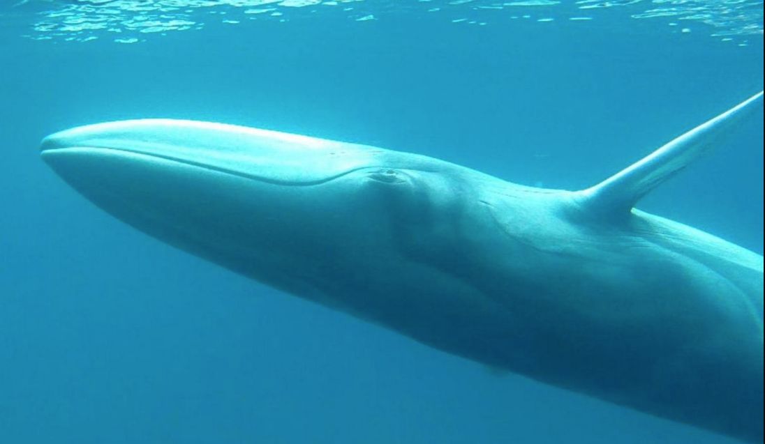 Close up of a blue whale in the ocean hovering near the surface.