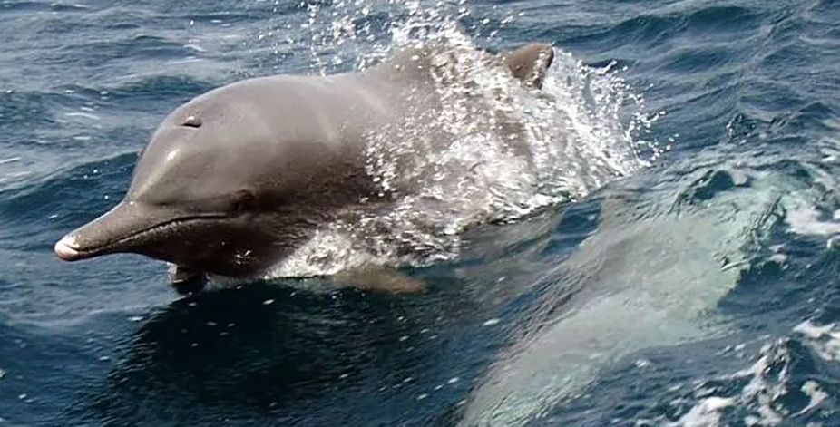 Close up of a humpback dolphin breaking through the ocean surface.