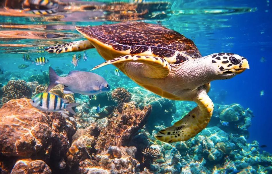 A colourful shot of a turtle swimming in the ocean surrounded by bright coral reefs and yellow striped fish.