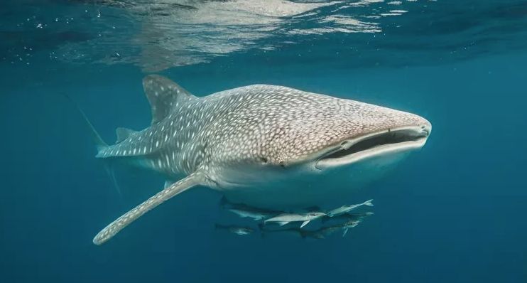 Close up of a whale shark floating near the surface of the ocean. Light is breaking through the water. The whale shark is covered in its distinctive, trademark white spots.