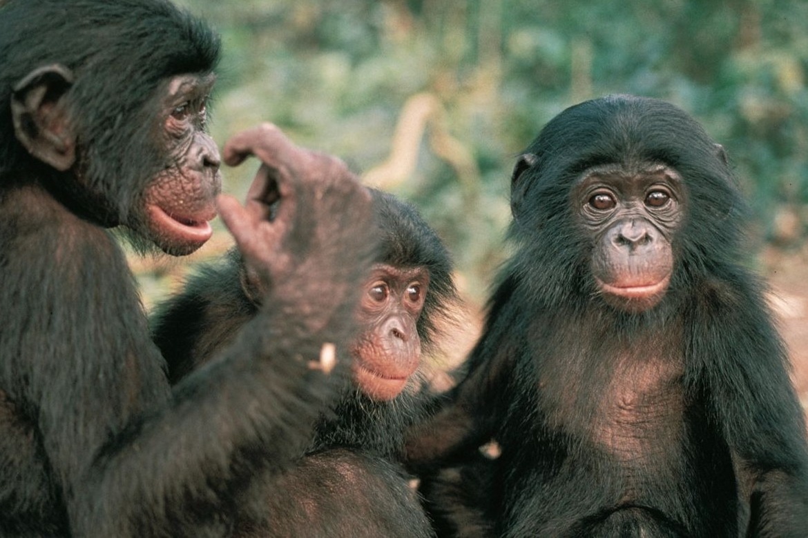 Three bonobos sitting together with the Congo forest surrounding them. One is looking directly at you.