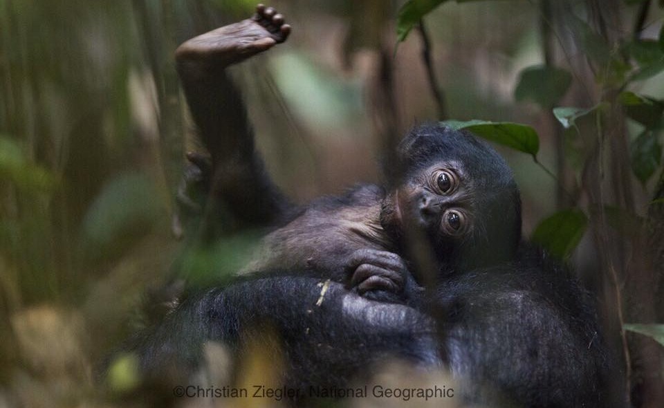 Bonobo baby laying on it's mother and putting one leg up in the air
