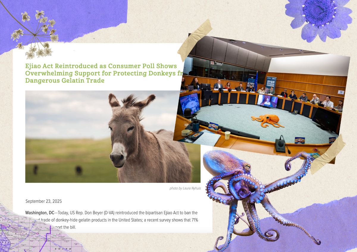 A collage-style graphic announcing the reintroduction of the Ejiao Act to protect donkeys from the gelatin trade, featuring a close-up photo of a donkey in a field. To the right, a roundtable event at the European Parliament shows an orange octopus placed on the floor of a legislative chamber, with ‘Stop Octopus Farming’ signs visible behind participants. Decorative paper textures, flowers, and an illustrated octopus frame the image.