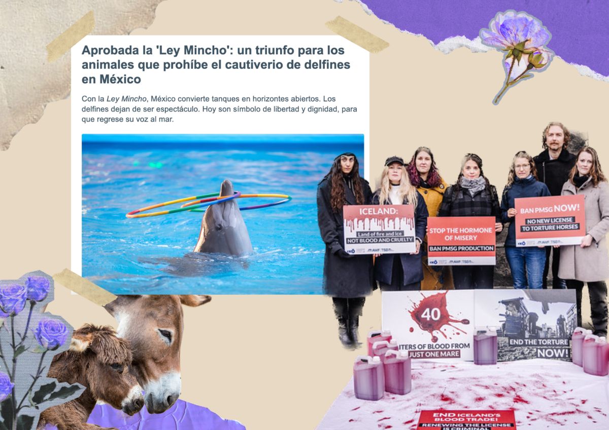 A collage-style graphic with a Spanish headline announcing the approval of Mexico’s ‘Ley Mincho,’ which bans dolphin captivity. Below it, a dolphin rises from a blue pool with hoops on its snout. To the right, a group of protesters hold signs calling to ban PMSG production and end horse cruelty. At the bottom left, two donkeys stand together. Decorative torn-paper textures and flowers frame the image.