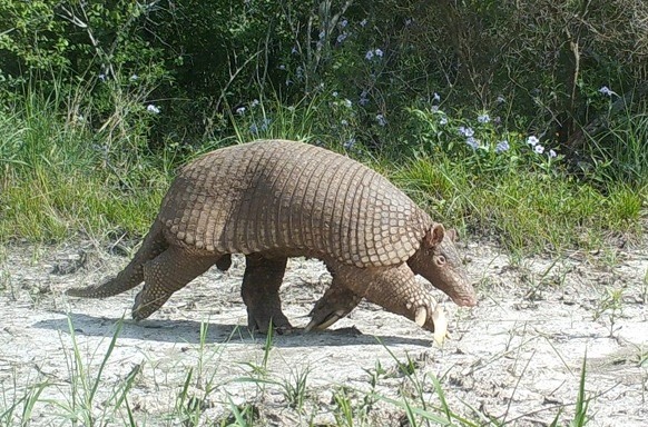 Close up of a giant armadillo