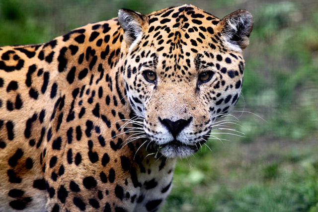 Close up of jaguar one of the species that roams the Bolivian Amazon. 