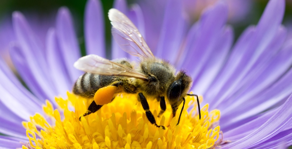 Close up of a honeybee sitting on a bright purple flower. 