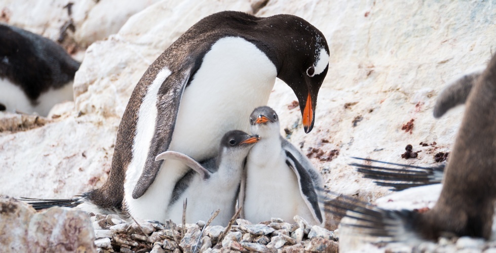Close up of an adult Gentoo penguin in the wild with two penguin chicks huddled close.