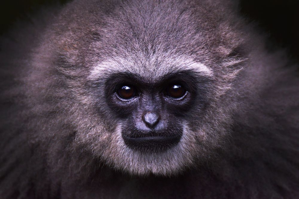 Close up of Javan gibbon looking directly into the camera.