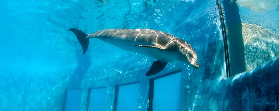 Close up of a dolphin in a dirty tank.