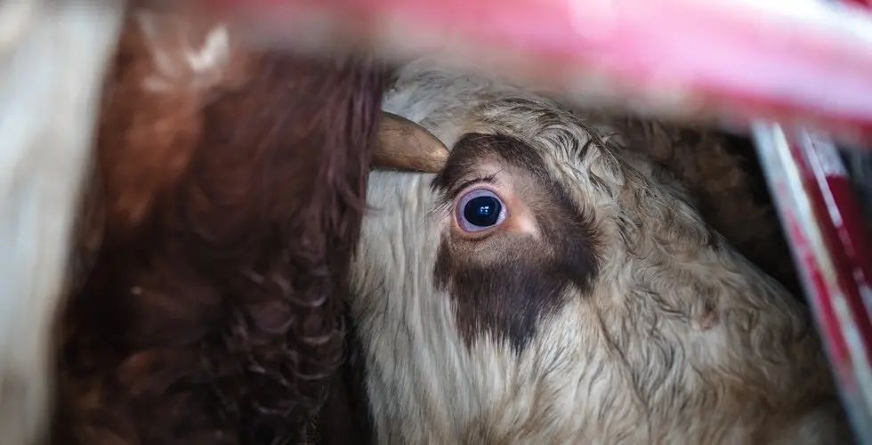 Close-up of a cow's eye. The cow is trapped in a metal container ready for transport.