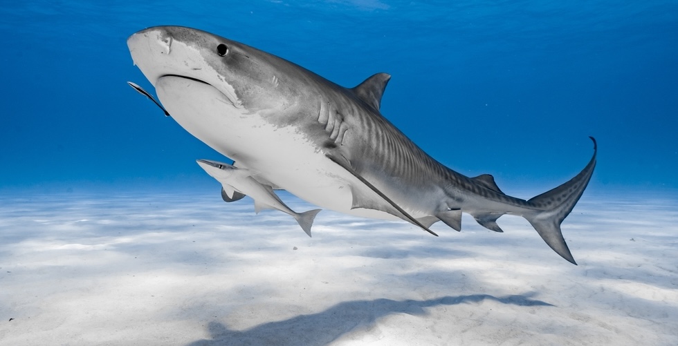 Close up of an adult tiger shark swimming in the ocean accompanied by a shark pup.