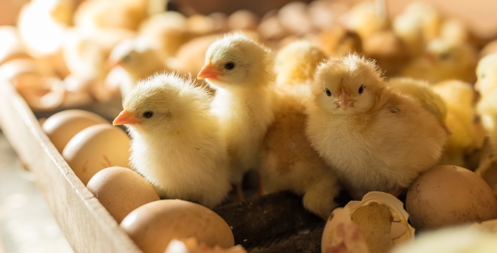 Close up of baby chicks in an incubator.