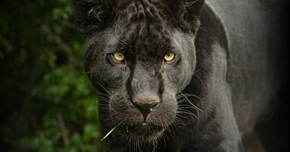 Close-up of a black leopard. Its green-yellow eyes look just past the camera. In the background, green like a forest.