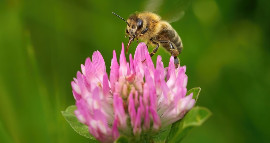 Close up of a honeybee landing on a purple flower.