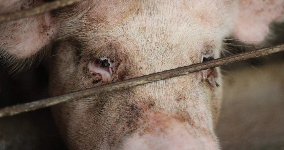 A close-up shows a pig’s face behind metal bars, its eye visible and its skin marked with dirt and small wounds. The image conveys the confined and harsh conditions in which the animal is being kept.