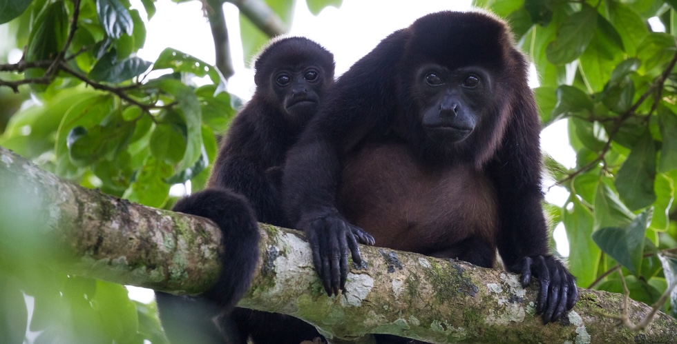 An adult and infant howler monkey huddle together on a tree branch. They are looking directly at the camera.