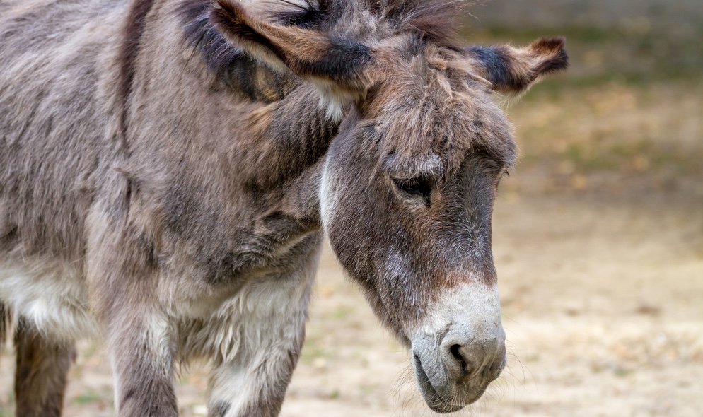 Close up of a donkey, its head is slightly lowered with a sad expression on its face.