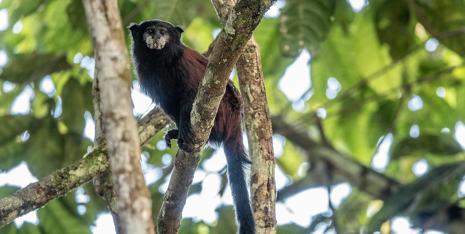 A tamarin monkey sitting high up in a tree surrounded by green foliage.